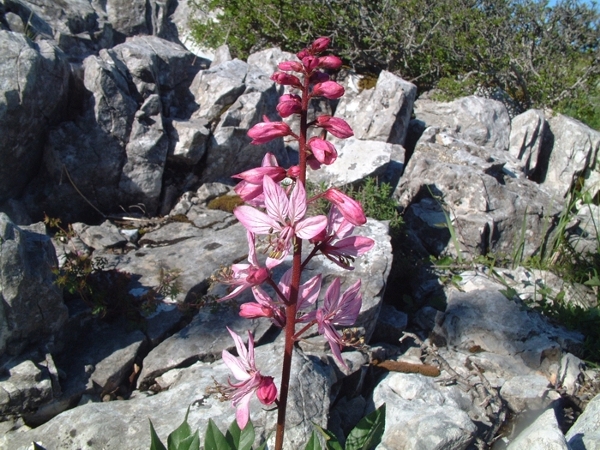 Dictamnus albus / Limonella, frassinella